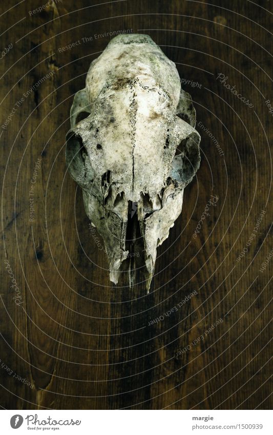 Gallery of ancestors: A skull hanging on a wooden wall Animal Wild animal 1 Wood Crazy Brown White Fear Horror Whimsical Death Animal skull Skeleton