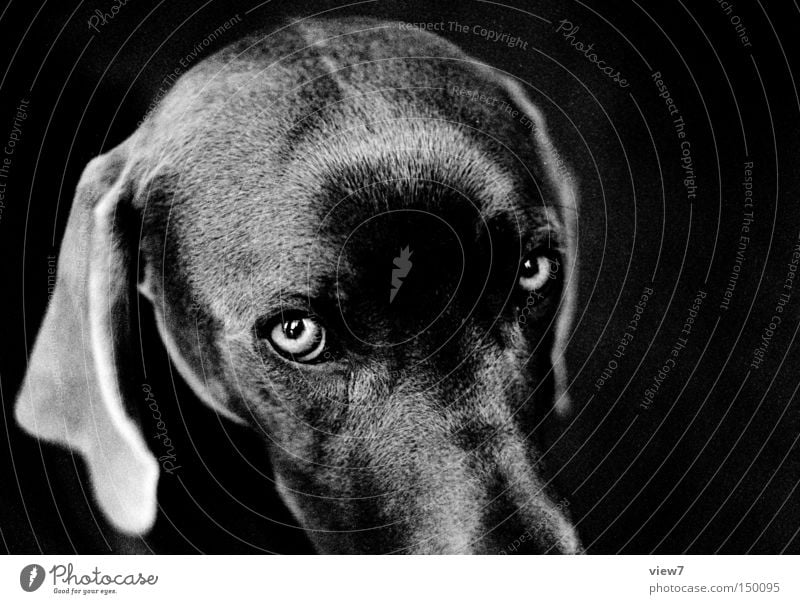 instant Dog Looking Animal face Pelt Snout Head Weimaraner Puppy Cute Ear Black & white photo Beautiful Mammal Lop ears Looking into the camera Puppydog eyes