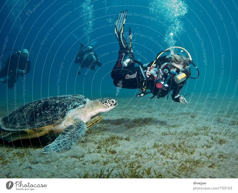 Turtle with divers Dive Diver Underwater photo Blue Turquoise Bubble Air bubble Sports Playing Water Ocean diving UW photography bubbles