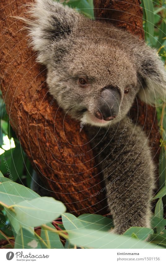 Cute Koala Bear Sitting On Tree Background, Funny Koala Picture, Koala,  Animal Background Image And Wallpaper for Free Download