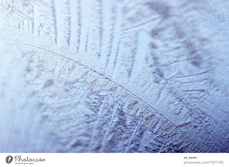 ice leaves Design Harmonious Senses Meditation Winter Snow Winter vacation New Year's Eve Environment Nature Water Climate Climate change Weather Ice Frost