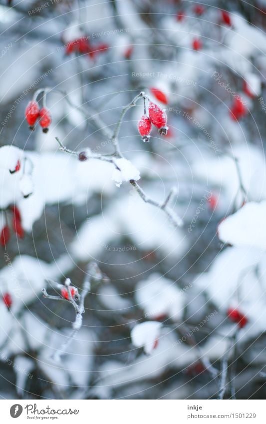 beautiful ice age Plant Winter Beautiful weather Ice Frost Snow Bushes Rose hip Dog rose Park Hang Cold Red White Climate Seed head Colour photo Exterior shot