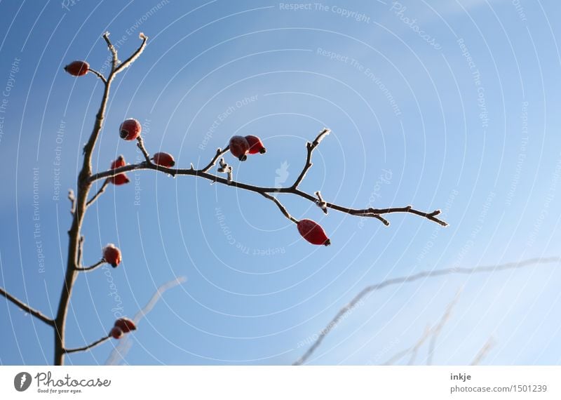 chill Nature Plant Cloudless sky Winter Beautiful weather Ice Frost Bushes Rose hip Branch Twig Hang Cold Blue Red Climate Frozen Colour photo Exterior shot