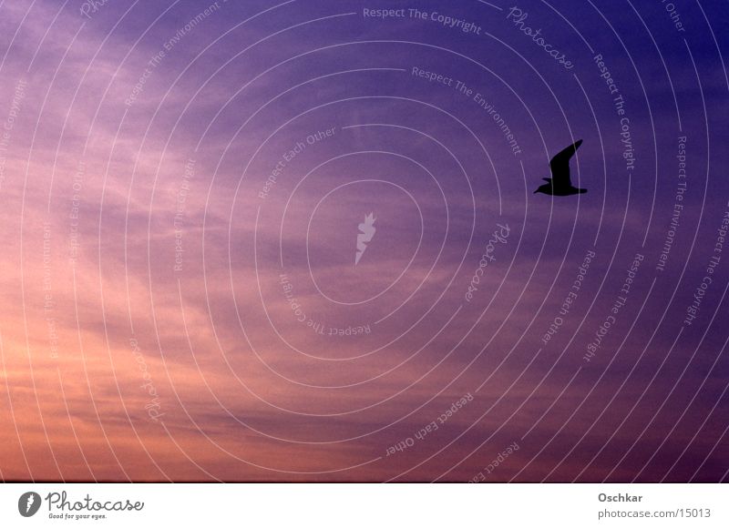 Bird vs. sky Horizon Ocean Lake Sunset Clouds Transport Sky Evening
