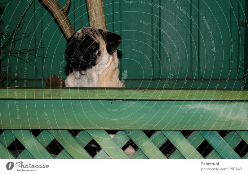 watchdog Fence Pug Dog Green House (Residential Structure) Wall (building) Tree Animal Watchdog