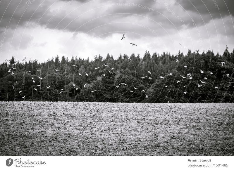 Dark Seagull-About the Field Photo Environment Nature Sky Clouds Autumn Winter Bad weather Forest Flying Beautiful Gloomy Emotions Moody Grief Death Longing