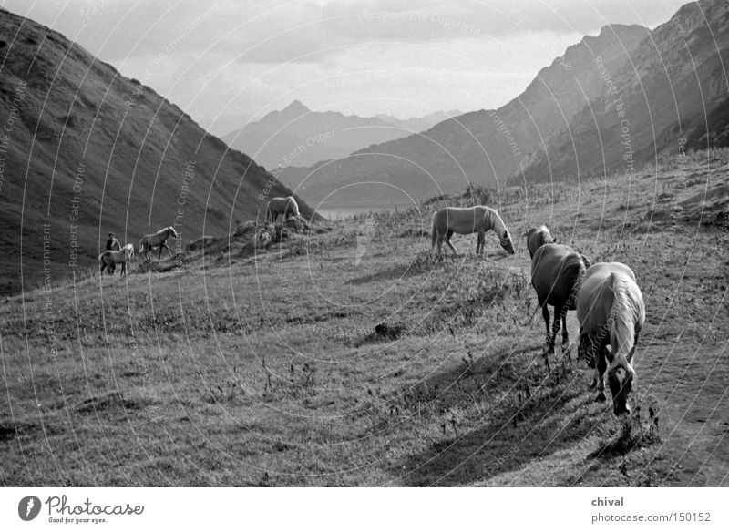 Haflinger on the wayside Mountain Alps Horse Lanes & trails Mountaineering Pasture Alpine Panorama (View) Valley Alpine pasture Herd Black & white photo Mammal