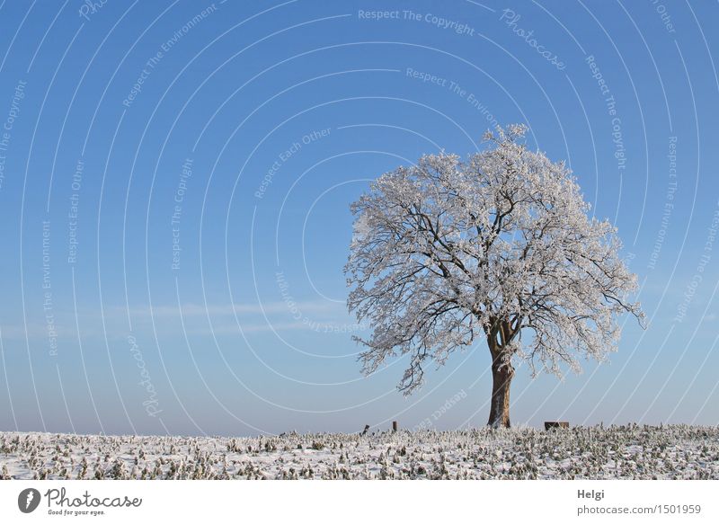 winter Environment Nature Landscape Plant Sky Winter Beautiful weather Ice Frost Tree Field Freeze Stand Esthetic Exceptional Uniqueness Cold Natural Blue Brown