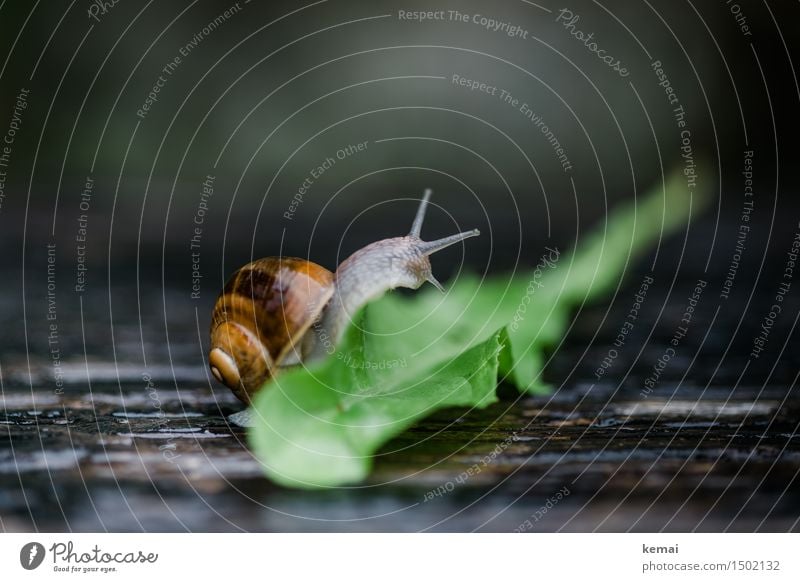 obstacle Environment Nature Animal Dandelion Wild animal Snail Snail shell Vineyard snail 1 Crawl Sit Authentic Wet Slimy Green Conscientiously Caution Effort