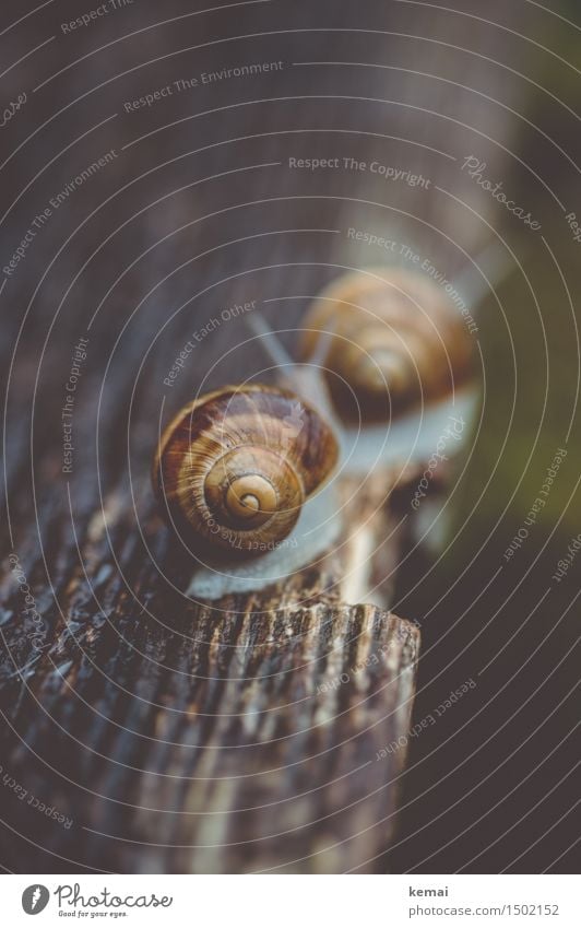 Follow you wherever you may go Nature Animal Snail Snail shell Vineyard snail 2 Line Wood grain Wooden table Crawl Esthetic Wet Natural Beautiful Slowly