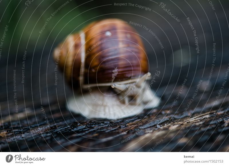 eyebrow Environment Nature Animal Wild animal Snail Snail shell Vineyard snail 1 Looking Sit Wait Authentic Glittering Funny Wet Natural Curiosity Serene Calm