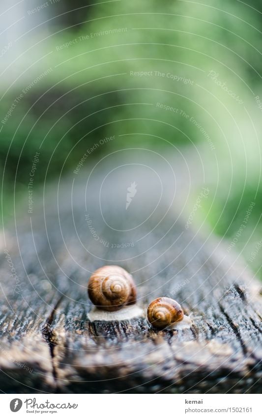 big and small Nature Animal Spring Rain Park Wild animal Snail Snail shell 2 Wooden table Authentic Glittering Large Small Wet Slimy Crawl Colour photo