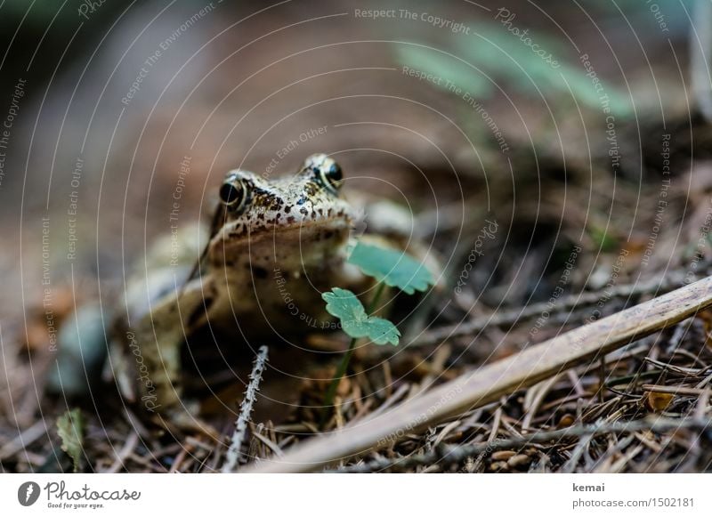 Let me introduce his frogness Nature Animal Summer Plant Foliage plant Forest Woodground Wild animal Frog Animal face 1 Relaxation Looking Sit Friendliness