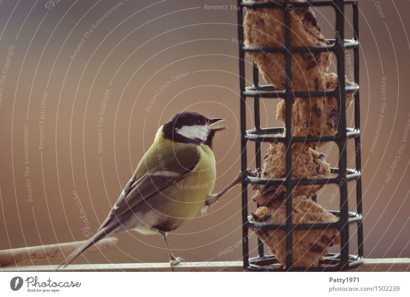 cabbage tit Wild animal Bird Tit mouse Feeding Yellow Black Contentment Nature Survive Birdseed titmice dumplings Subdued colour Exterior shot Copy Space left