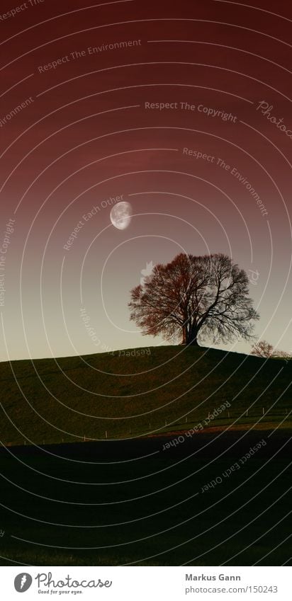 lonely tree Tree Evening Loneliness Moon Landscape Nature Sky Red Dusk Autumnal colours Hill Bavaria Field Vertical Grief Distress
