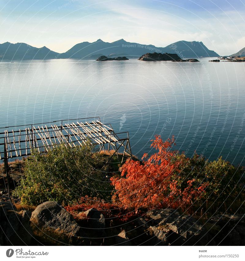 autumn sea Dried fish Scaffolding Autumn Fjord Ocean Norway Calm Mountain Loneliness Blue Coast Lofotes Henningsvær Water Freedom Nature