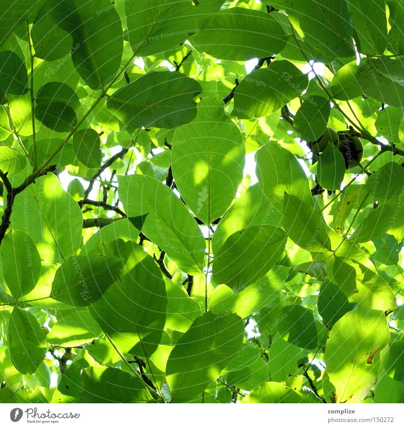 special Leaf Treetop Nature Chestnut tree Rachis Branch Green Twig Maturing time Beautiful Growth Branchage Pure Bright green Bilious green Summer Spring Fresh