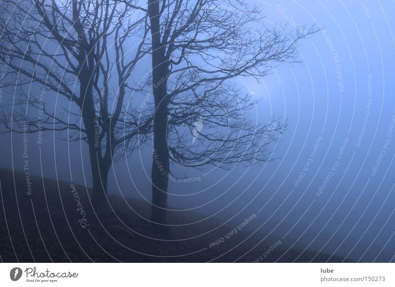 fog Fog Fog bank Creepy Tree Unclear Harrowing Rain Grief Blue Loneliness Autumn Distress
