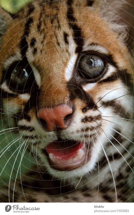 ocelot or dwarf leopard from south american rainforest. Beautiful Mouth Teeth Nature Animal Forest Virgin forest Cat Scream Wild Anger Protection amazon