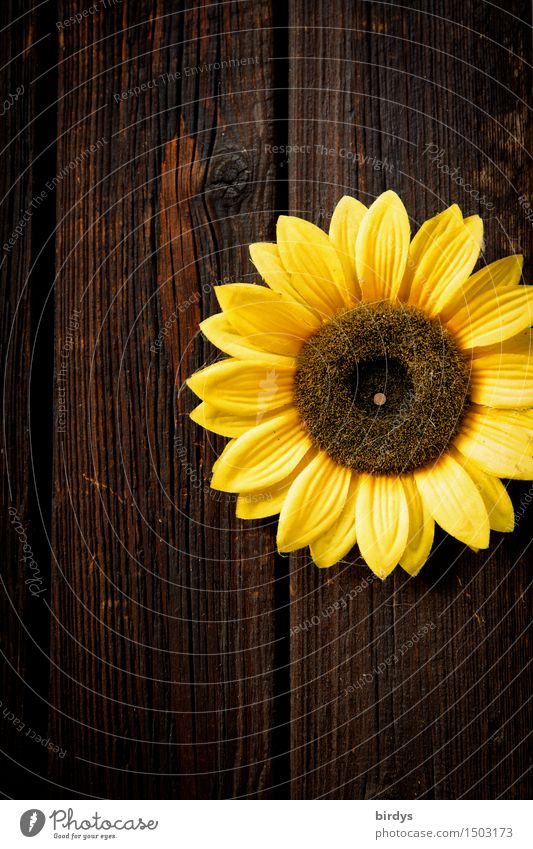 Sunny Flower Blossom Sunflower Wall (barrier) Wall (building) Wooden wall Blossoming Fragrance Illuminate Esthetic Friendliness Positive Round Brown Yellow