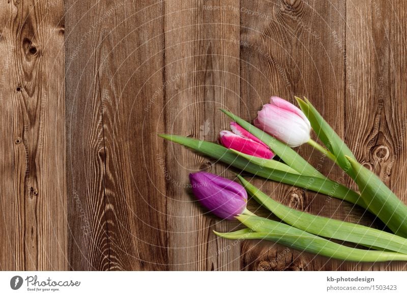 Three tulips on a wooden background Feasts & Celebrations Valentine's Day Mother's Day Easter Flower Tulip Blossoming flowers colorful mothers day