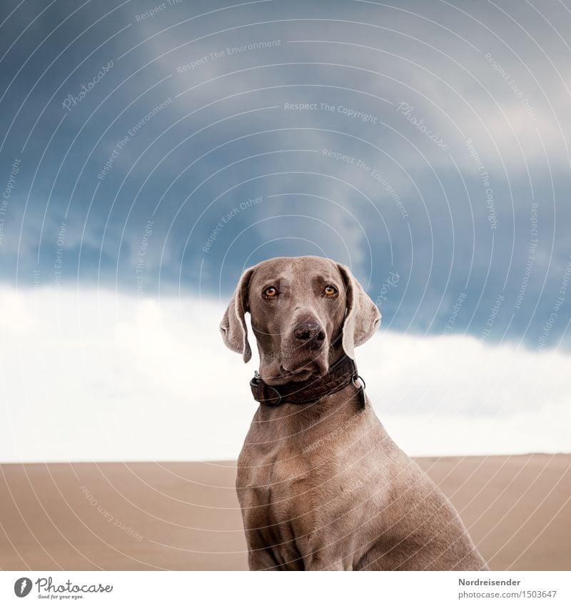 On the road with Tia Vacation & Travel Far-off places Storm clouds Bad weather Desert Animal Pet Dog 1 Sand Observe Esthetic Elegant Friendliness Blue Brown