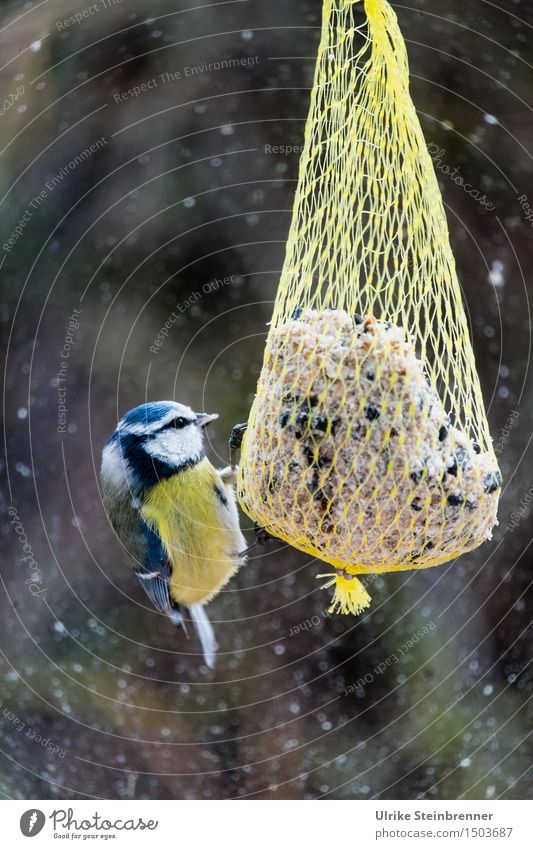 Outside only big dumplings Environment Nature Winter Bad weather Snowfall Garden Window Animal Wild animal Bird Tit mouse 1 To feed Feeding To swing Natural