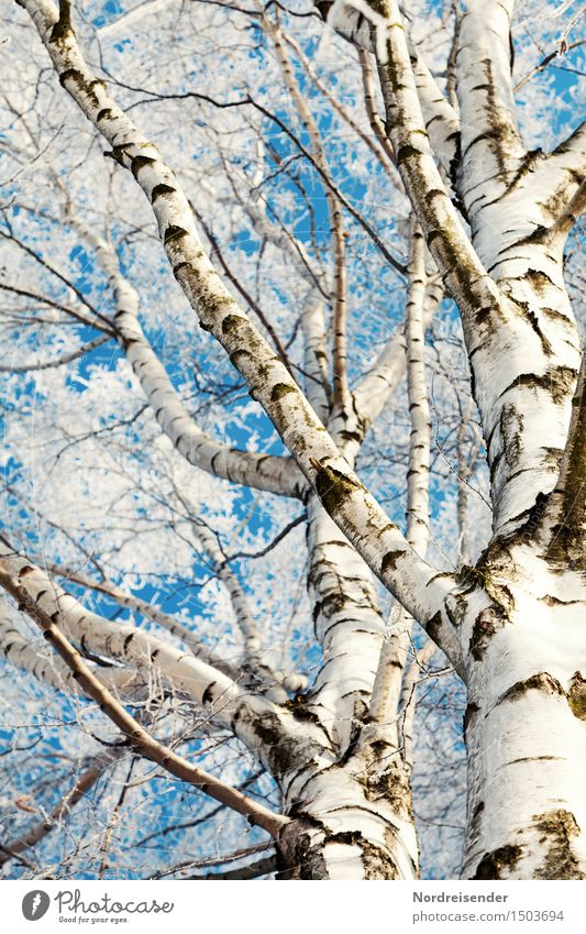 birches Nature Plant Sky Cloudless sky Winter Beautiful weather Ice Frost Tree Forest Fresh Cold Natural Blue White Bizarre Pure Tree trunk Branch Birch tree