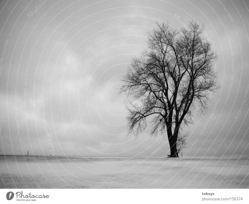 alpha time Winter Snow Nature Tree Alps Cold Loneliness Allgäu wheinachten B/W tobeys Black & white photo