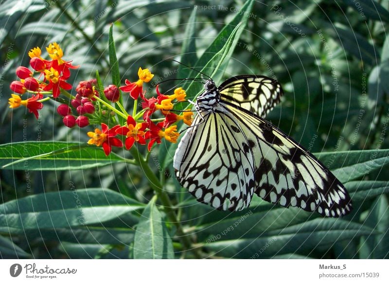 butterfly Butterfly Blossom Black White Beautiful