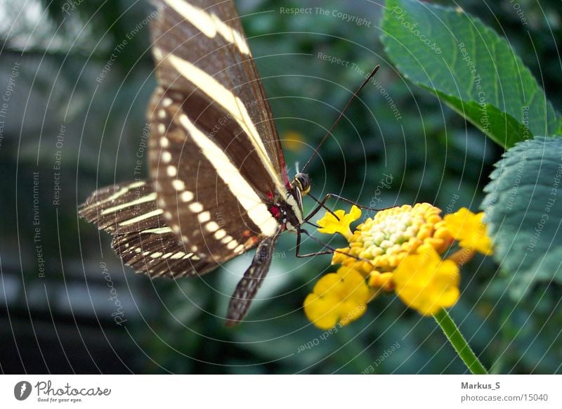 Butterfly2 Blossom Brown White Beautiful