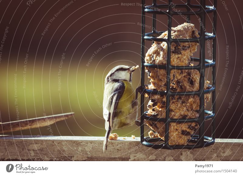 Blue Tit Wild animal Bird Tit mouse Cyanistes caeruleus 1 Animal To feed Feeding Yellow White Nature Survive Exterior shot Copy Space left Day