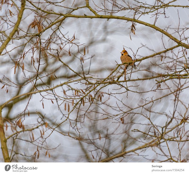 Hawfinch (Coccothraustes coccothraustes) Plant Animal Winter Tree Park Bird Animal face Wing 1 Observe Flying Sit Subdued colour Multicoloured Exterior shot