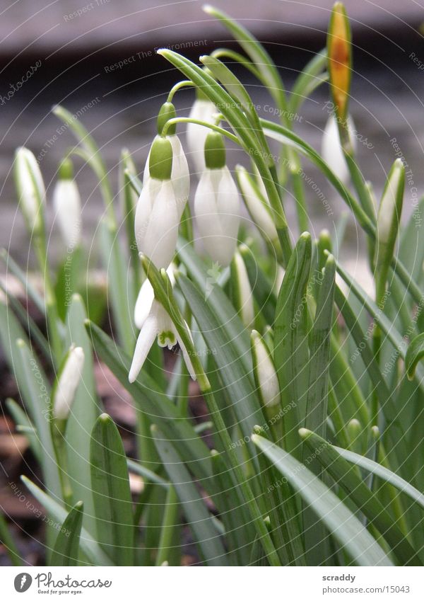 snowdrops Flower Spring Sprout White Green Blade of grass Snowdrop Macro (Extreme close-up)