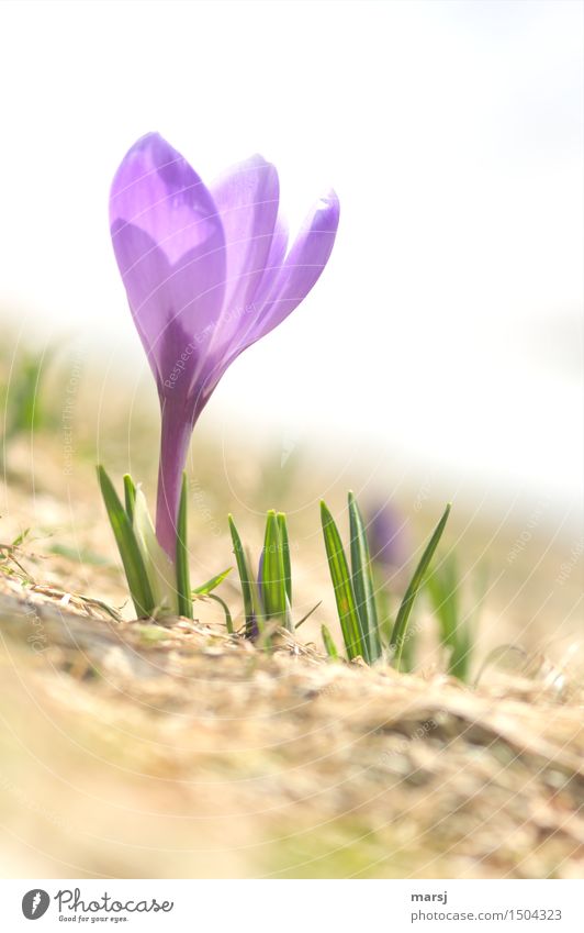 The big breakthrough Nature Plant Spring Flower Wild plant Crocus Spring flowering plant Meadow Natural Spring fever Anticipation Violet Blossoming Colour photo