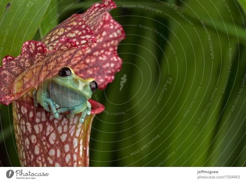 Maroon Eyed Tree Frog on Red Pitcher Plant Environment Nature Animal Flower Exotic Pet Wild animal 1 Baby animal Breathe Observe Hang Crouch Listening Hunting