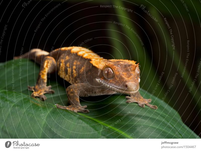 Crested Gecko On Giant Leaf Environment Nature Plant Animal Pet Wild animal 1 Breathe Listening Hunting Sit Stand Bright Beautiful Colour photo Multicoloured