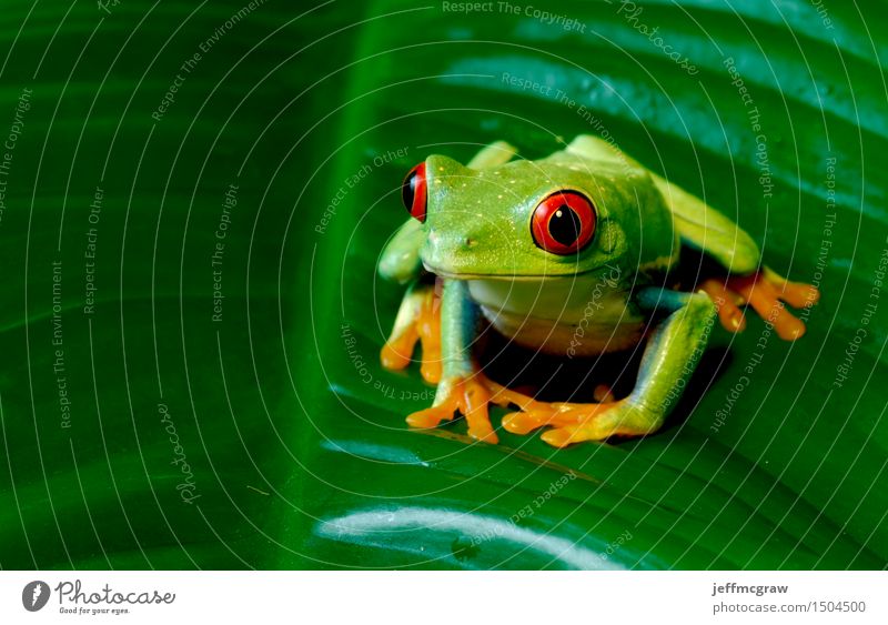 Red Eyed Tree Frog on Giant Leaf Environment Nature Plant Animal Foliage plant Pet Wild animal 1 Crouch Listening Hunting Kneel Colour photo Multicoloured
