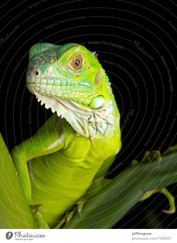 Young Iguana Portrait Nature Landscape Plant Animal Pet Wild animal 1 Baby animal Crouch Listening Colour photo Multicoloured Deserted Copy Space top