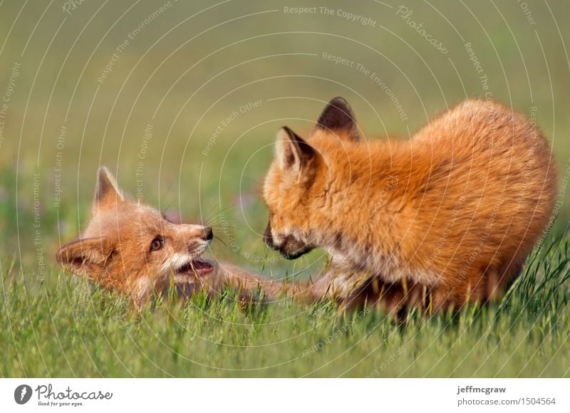 Young Fox Play Environment Nature Plant Animal Beautiful weather Grass Meadow Wild animal 2 Baby animal Playing Cuddly Colour photo Multicoloured Exterior shot