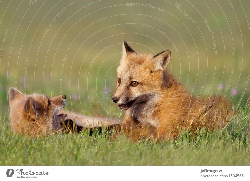 Young Foxes Playing Nature Plant Animal Grass Meadow Wild animal 2 Baby animal To enjoy Crouch Friendliness Happy Beautiful Cuddly Colour photo Multicoloured