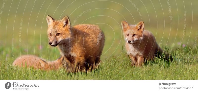 Young Foxes in Field Animal Wild animal 3 Baby animal To enjoy Playing Beautiful Cuddly Small Colour photo Multicoloured Exterior shot Detail Deserted Dawn