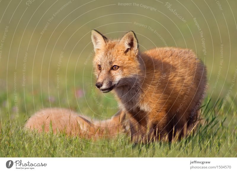 Young Foxes Nature Landscape Animal Grass Meadow Wild animal 2 Baby animal Playing Cuddly Small Beautiful Colour photo Multicoloured Exterior shot Deserted