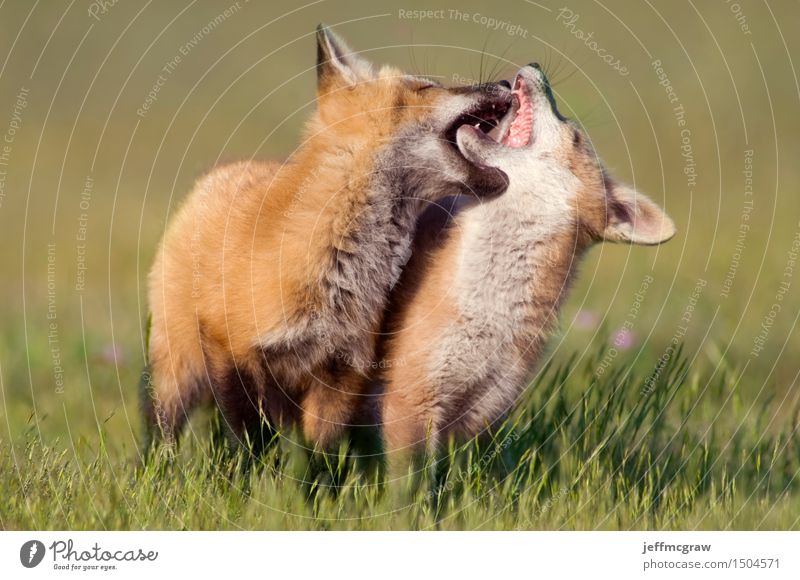 Young Foxes at Play Nature Landscape Animal Spring Summer Grass Meadow Pet Wild animal 2 Pair of animals Baby animal Movement Playing Colour photo Multicoloured