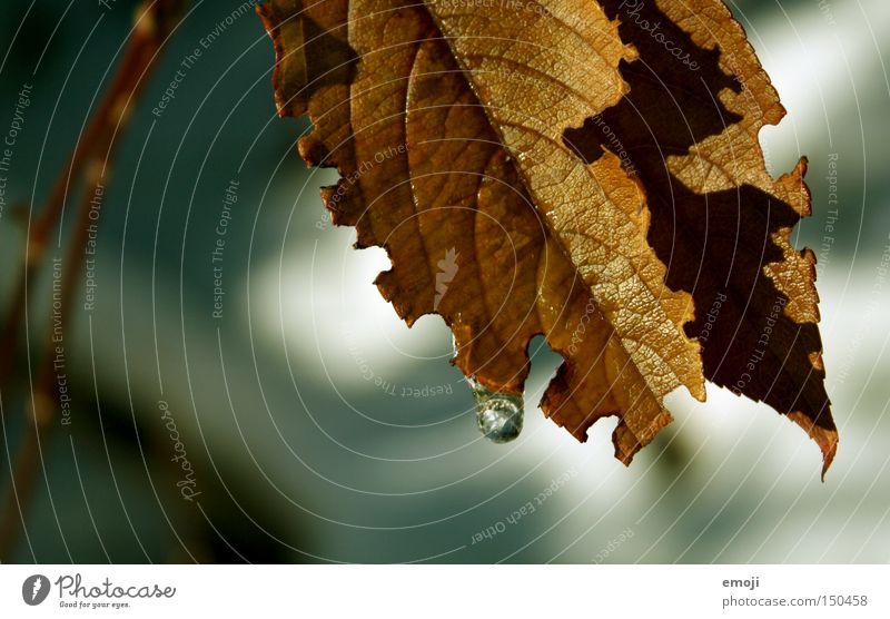° Leaf Autumn Plant Nature Brown Drops of water the last warm rays of sunshine in autumn before winter comes