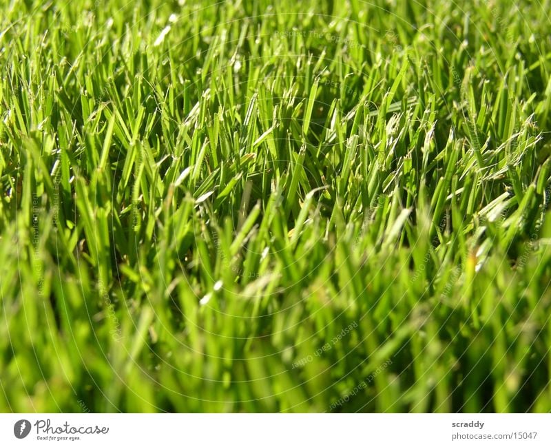 grass Grass Green Juicy Meadow Field Blade of grass Structures and shapes