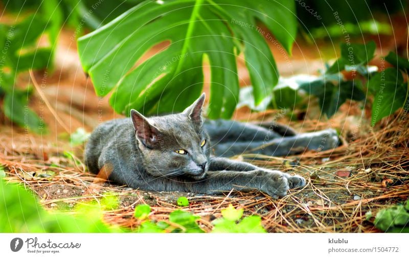 An street cat resting Beautiful Playing Baby Friendship Nature Animal Town Street Hair Pet Cat Paw Stone Sit Stand Small Funny Cute Gray Black White Appetite