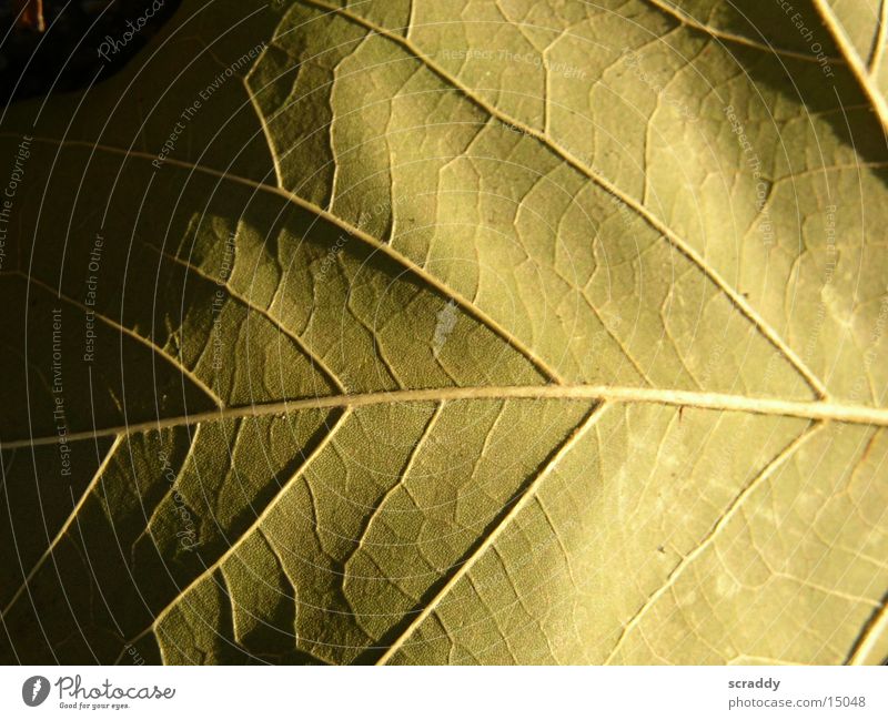 leaf Leaf Brown Vessel Dim Progress Dark Structures and shapes Bright Shadow