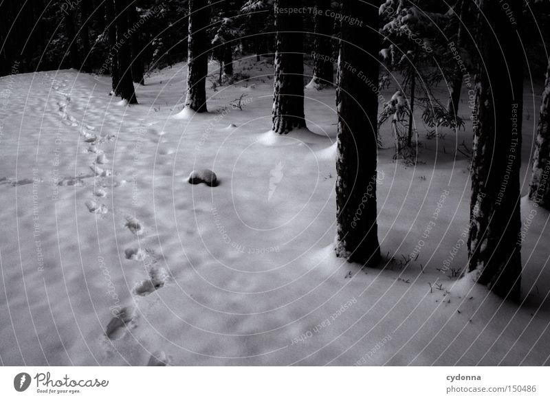 Tracks in the snow Frozen Winter Cold Frost Nature Snow Ice Freeze Tree Forest Dark Stranger Existence Calm Row