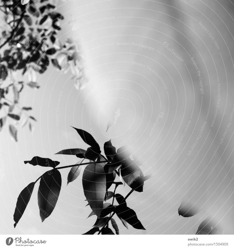 branch Environment Nature Plant Cloudless sky Climate Beautiful weather Leaf Wild plant Twig Deciduous tree Movement Hang Growth Calm Idyll Fragile Thin Life